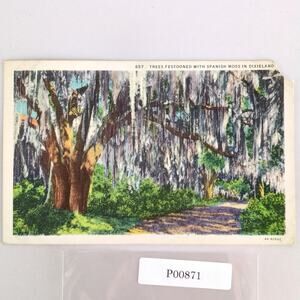Trees Festooned with Spanish Moss in Dixieland 1930s Linen Postcard Palatka FL